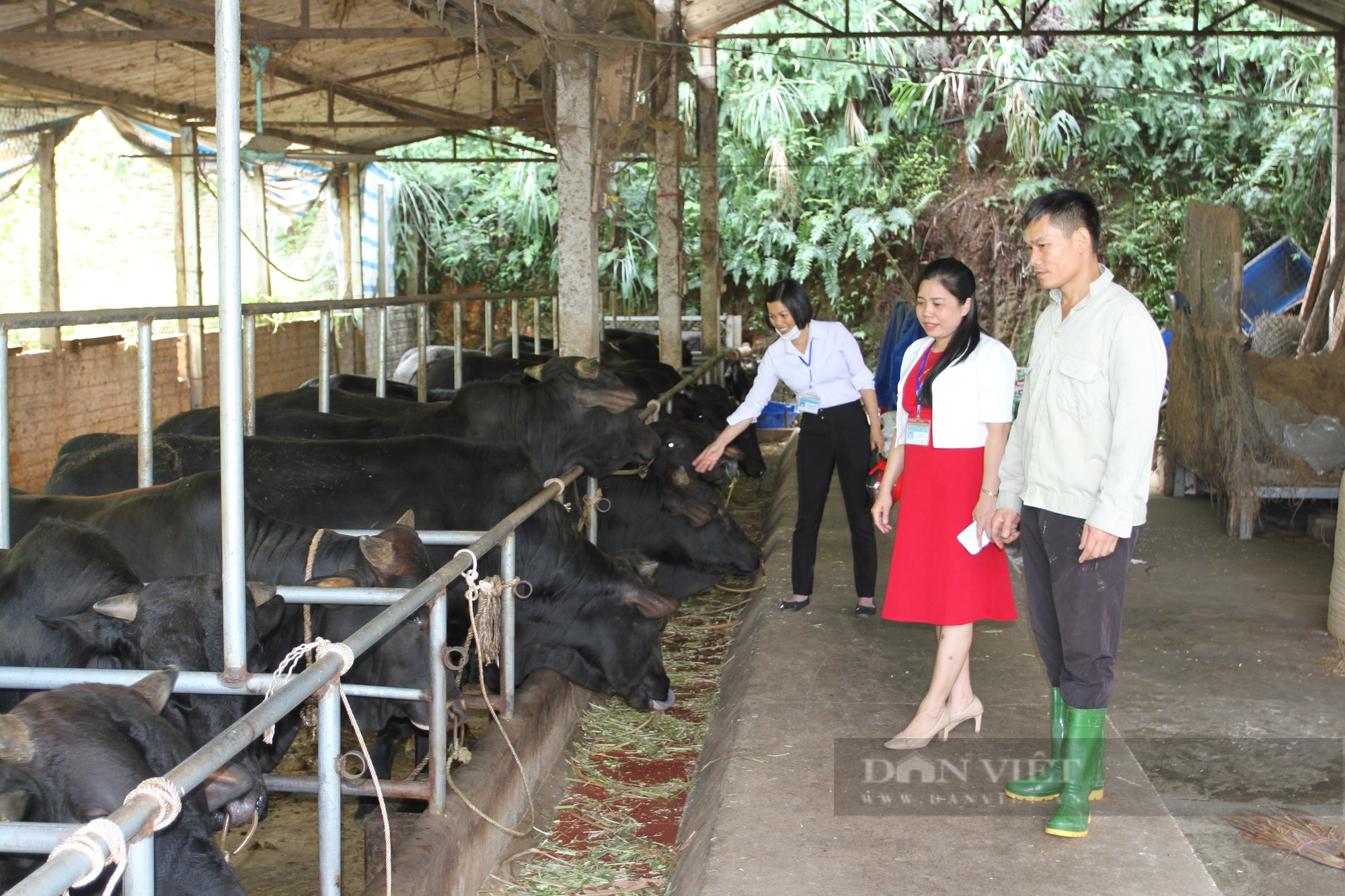 Yên Bái: Nuôi bò vỗ béo, một nông dân người Cao Lan thu lãi 300 triệu đồng mỗi năm - Ảnh 7.