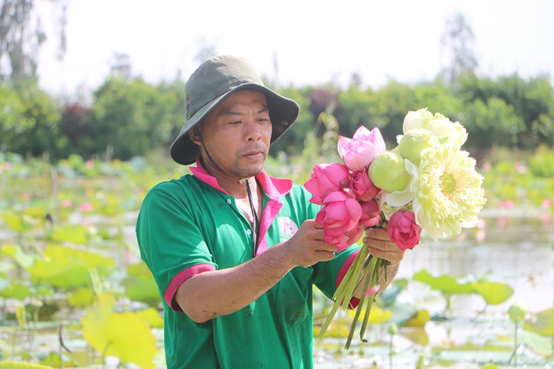 Nông dân ở đây trồng sen thế nào mà vừa phục vụ du lịch sinh thái vừa bán thu 'đống' tiền - Ảnh 1.