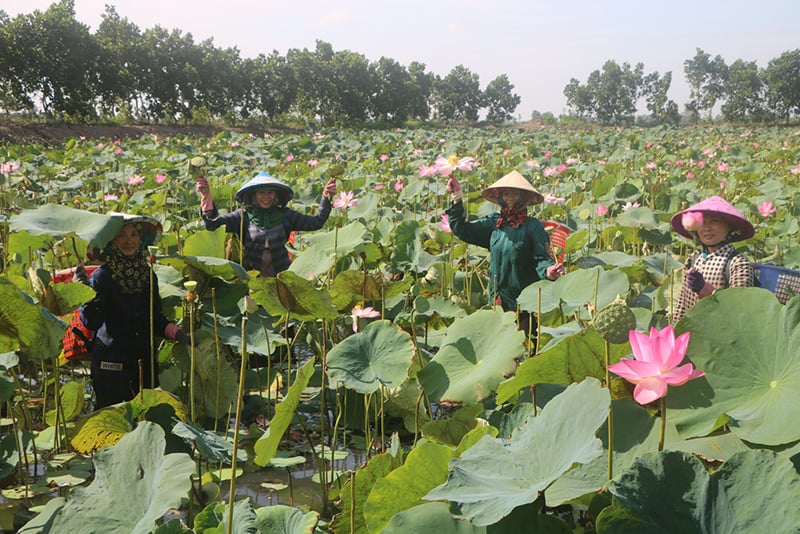 Nông dân ở đây trồng sen thế nào mà vừa phục vụ du lịch sinh thái vừa bán thu 'đống' tiền - Ảnh 2.