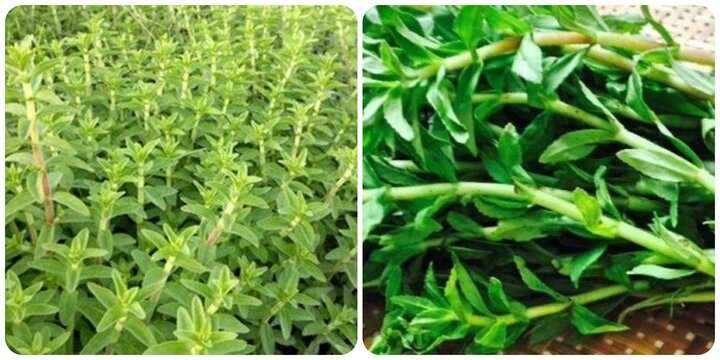 Không chỉ là loại rau thơm quen thuộc, rau ngổ còn có những tác dụng này - Ảnh 1. Không chỉ là loại rau thơm quen thuộc, rau ngổ còn có những tác dụng này - Ảnh 1.
