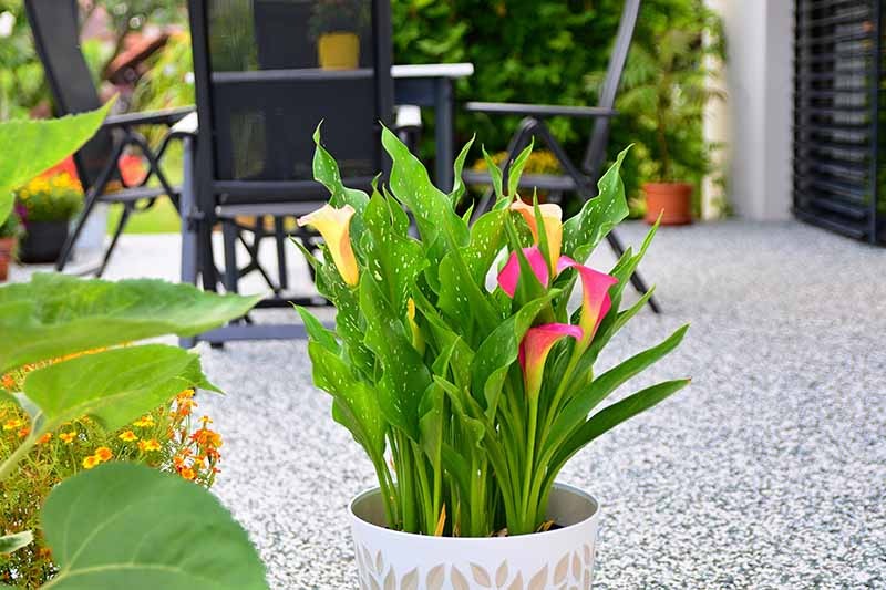 Nhà nghèo cũng phải trồng 2 loại cây cảnh tươi đẹp, dễ nuôi này, tâm trạng tốt là tài sản lớn nhất - Ảnh 13.