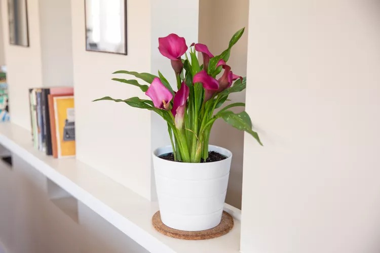 Nhà nghèo cũng phải trồng 2 loại cây cảnh tươi đẹp, dễ nuôi này, tâm trạng tốt là tài sản lớn nhất - Ảnh 11.