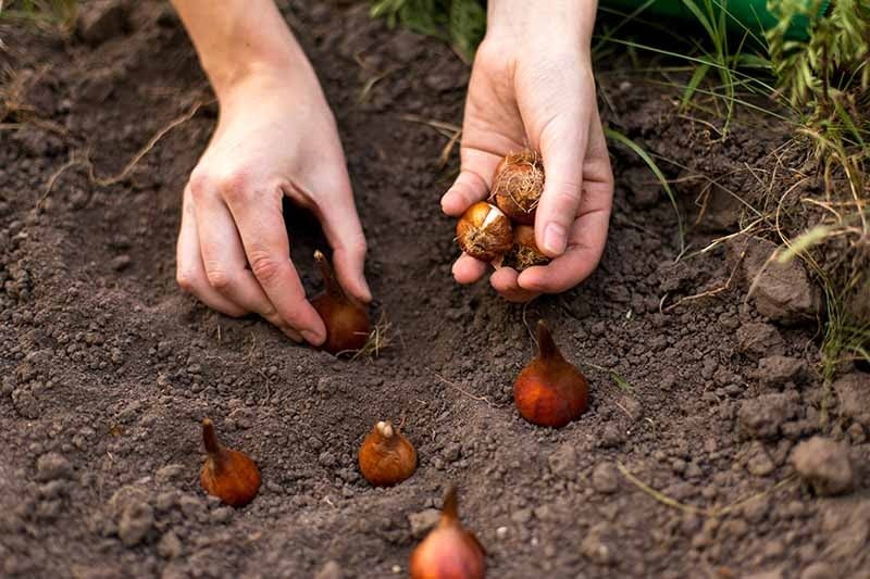 Nhà nghèo cũng phải trồng 2 loại cây cảnh tươi đẹp, dễ nuôi này, tâm trạng tốt là tài sản lớn nhất - Ảnh 5.