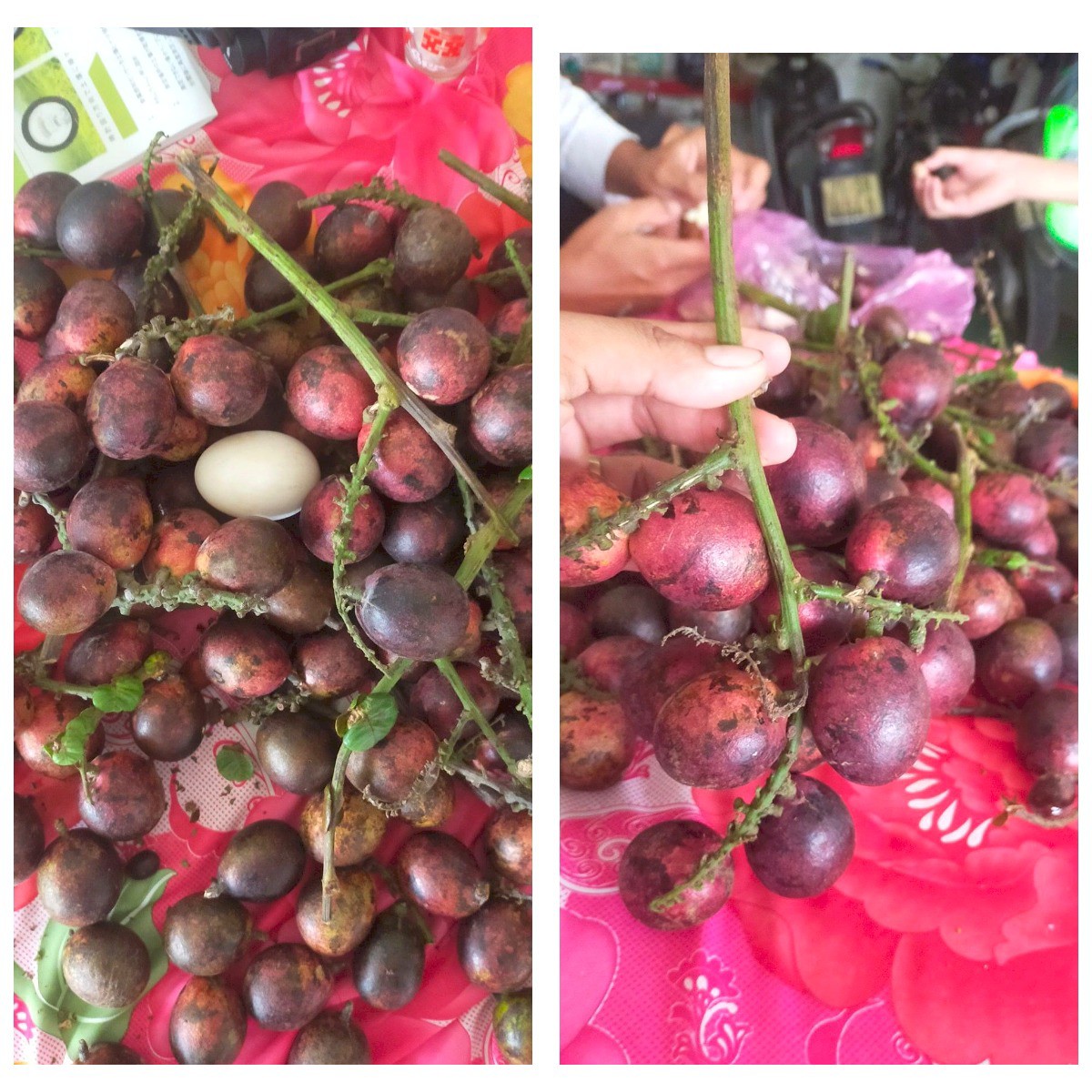 Kỳ lạ dân Việt chi tới vài triệu đồng để mua loại quả giống nhãn, có vị sầu riêng vừa ăn vừa nhân giống - Ảnh 2. Kỳ lạ dân Việt chi tới vài triệu đồng để mua loại quả giống nhãn, có vị sầu riêng vừa ăn vừa nhân giống - Ảnh 2.