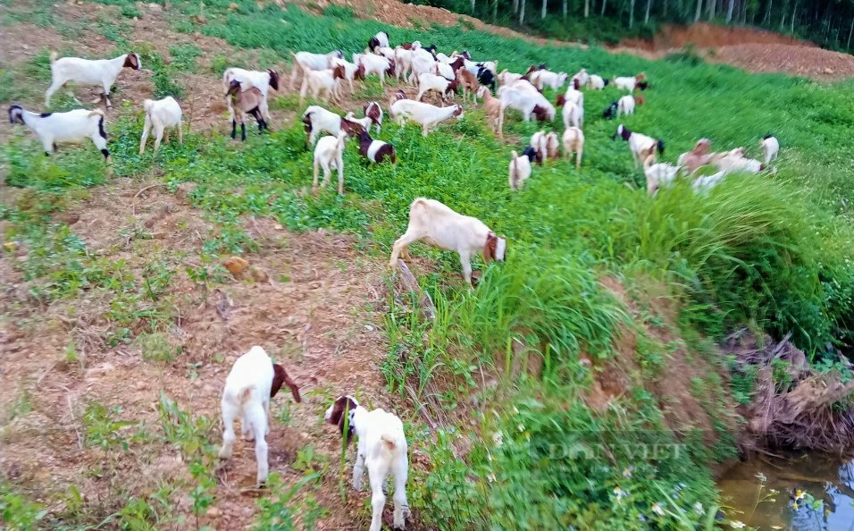 Bỏ 3 tỷ nuôi loài ăn lộc lá, thịt ngon ngọt, nói bán là hết, anh nông dân tự tin sẽ thắng lớn - Ảnh 4.