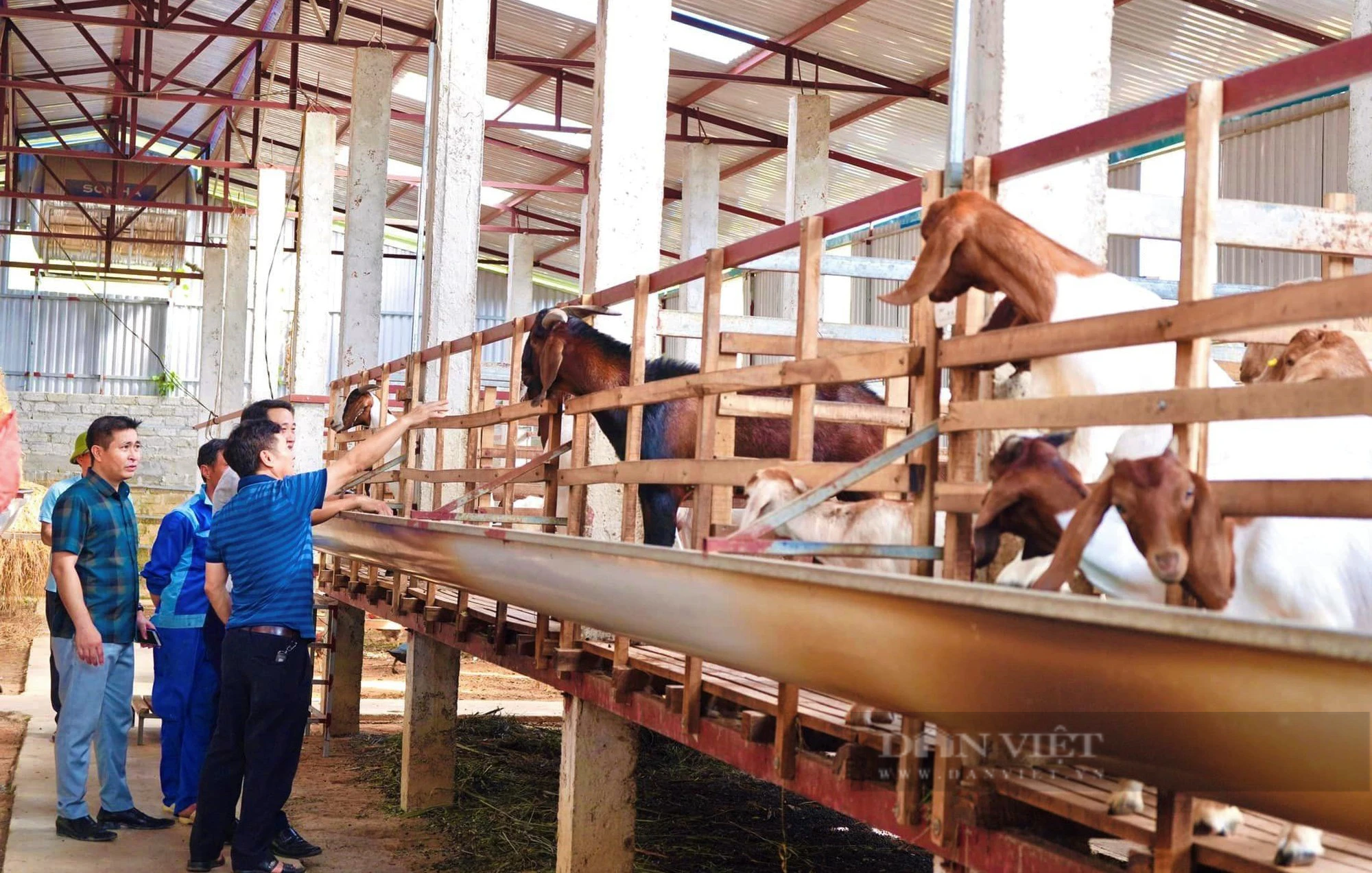 Bỏ 3 tỷ nuôi loài ăn lộc lá, thịt ngon ngọt, nói bán là hết, anh nông dân tự tin sẽ thắng lớn - Ảnh 6.