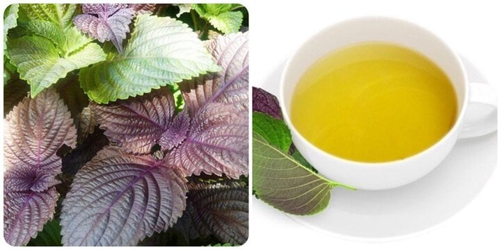 Nước lá tía tô rất tốt nhưng lại 'đại kỵ' với 3 nhóm người này, vậy mà nhiều người không biết - Ảnh 1. Nước lá tía tô rất tốt nhưng lại 'đại kỵ' với 3 nhóm người này, vậy mà nhiều người không biết - Ảnh 1.