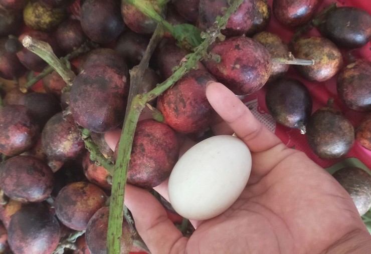 Kỳ lạ dân Việt chi tới vài triệu đồng để mua loại quả giống nhãn, có vị sầu riêng vừa ăn vừa nhân giống - Ảnh 1. Kỳ lạ dân Việt chi tới vài triệu đồng để mua loại quả giống nhãn, có vị sầu riêng vừa ăn vừa nhân giống - Ảnh 1.