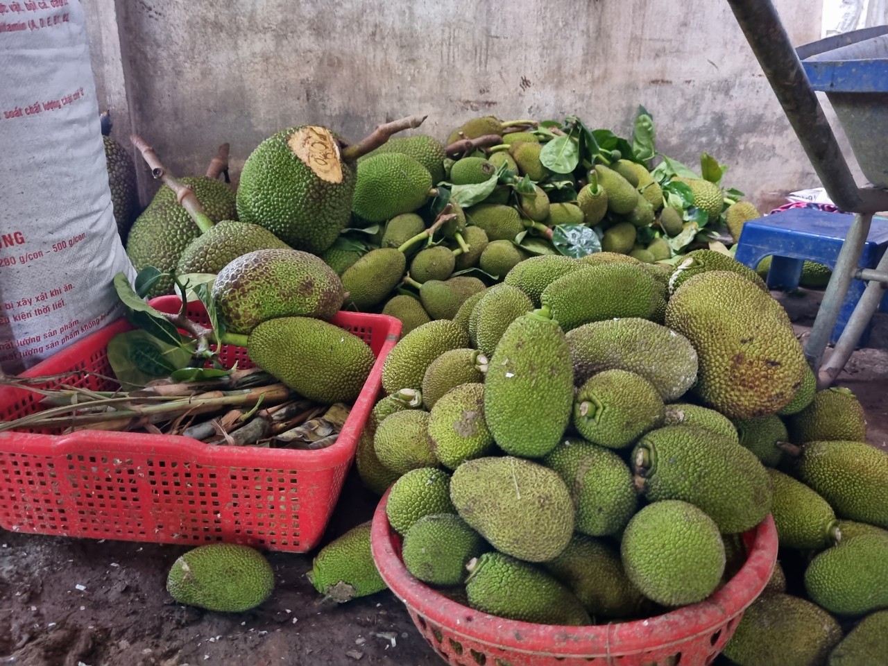 Nuôi dê sinh sản bằng mít thái cùng thảo dược, người dân Hậu Giang hết lo giá cả bấp bênh - Ảnh 2.