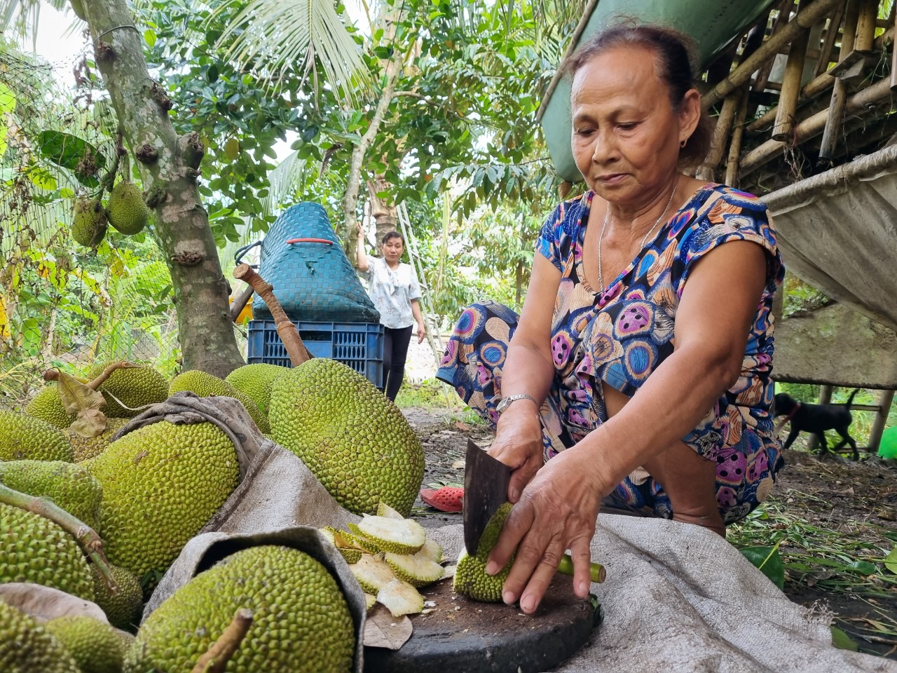 Nuôi dê sinh sản bằng mít thái cùng thảo dược, người dân Hậu Giang hết lo giá cả bấp bênh - Ảnh 4.