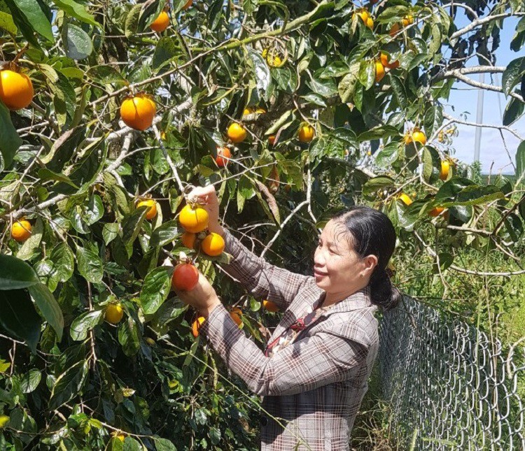 Loại quả quê mùa có giá rẻ như cho, nông dân ở đây làm thế này giờ bán 350-500 nghìn đồng/kg - Ảnh 1.