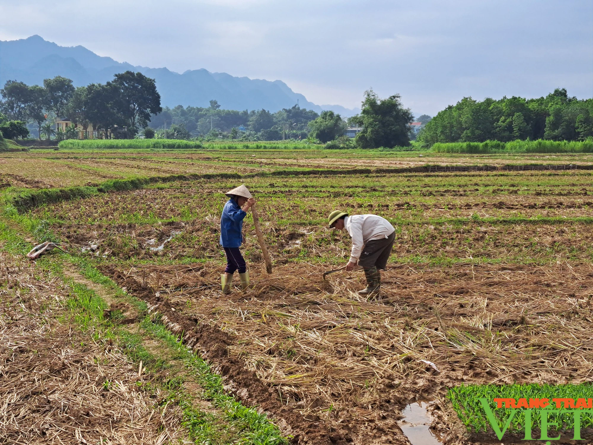 Tân Mỹ chuyển mình từ một chương trình - Ảnh 1.