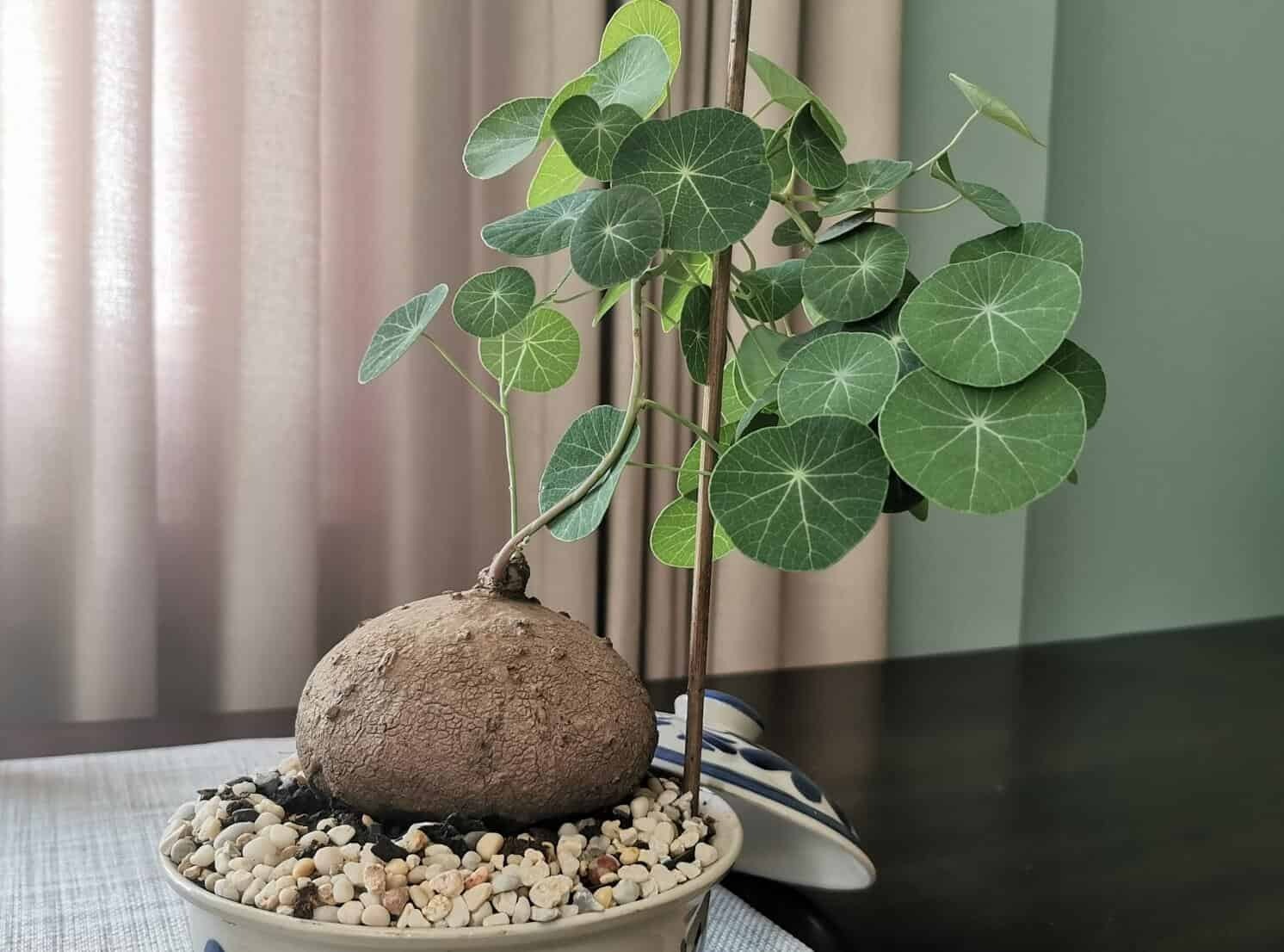 Tết sắp đến, trồng ngay 6 cây cảnh &quot;bụng bự&quot; để hút tài, thu lộc, năm mới tích lũy của cải dồi dào - Ảnh 6.