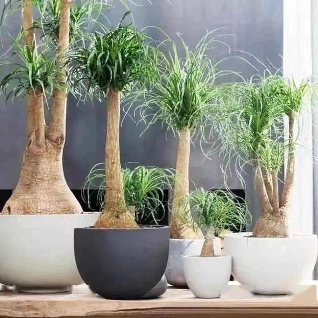 Tết sắp đến, trồng ngay 6 cây cảnh &quot;bụng bự&quot; để hút tài, thu lộc, năm mới tích lũy của cải dồi dào - Ảnh 14.