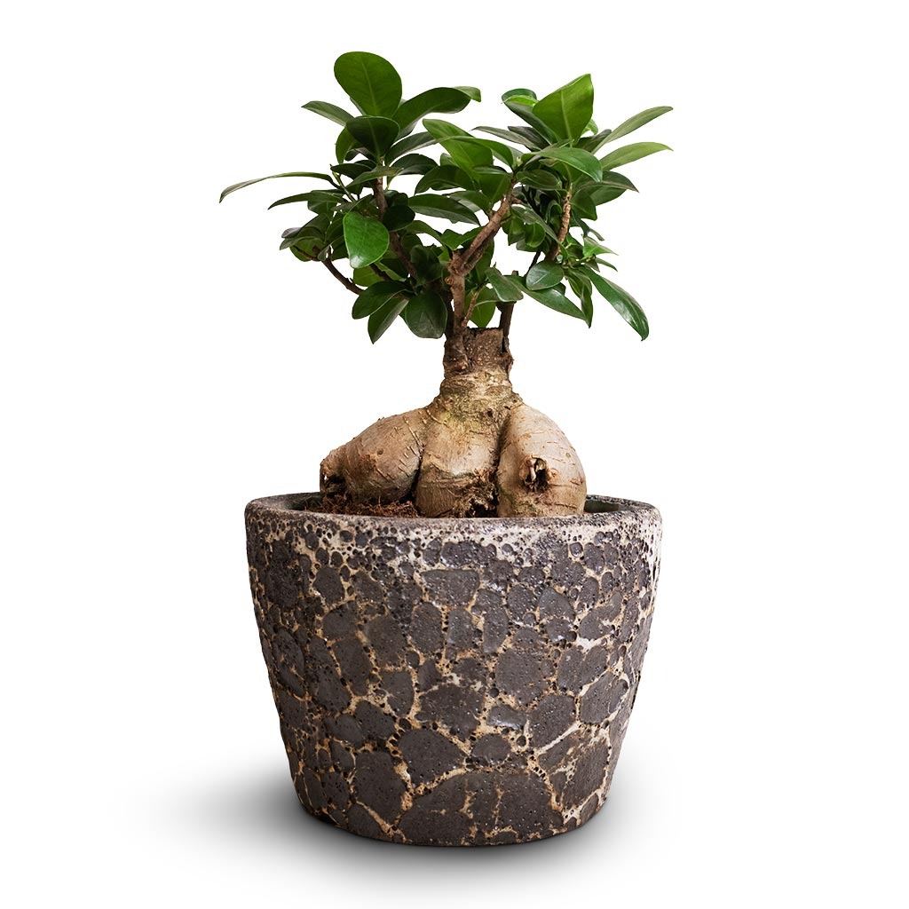 Tết sắp đến, trồng ngay 6 cây cảnh &quot;bụng bự&quot; để hút tài, thu lộc, năm mới tích lũy của cải dồi dào - Ảnh 2.