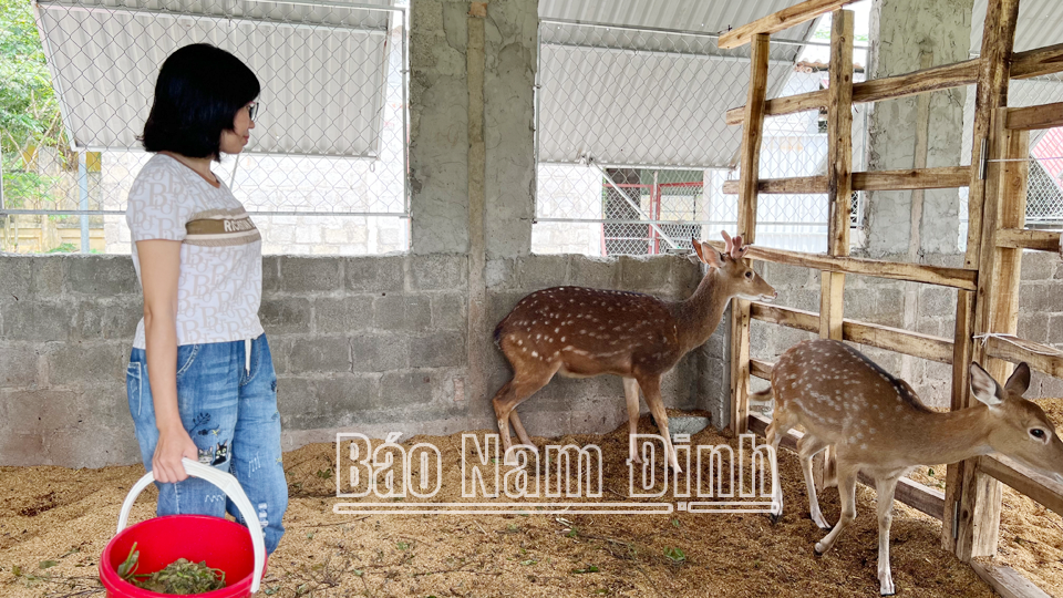 Hoa quả trái vụ đã rõ, còn nuôi hươu lấy nhung trái vụ ở Nam Định là nuôi kiểu gì mà ai nghe cũng ham? - Ảnh 2.