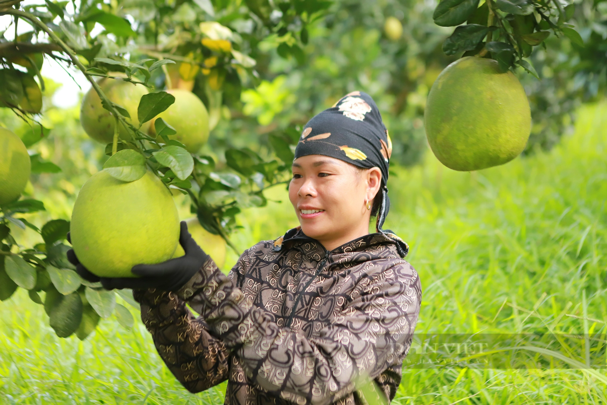 &quot;Giải bài toán&quot; liên kết nông dân- doanh nghiệp: Những mùa quả ngọt ở vùng cao Tây Bắc (bài 3) - Ảnh 1.