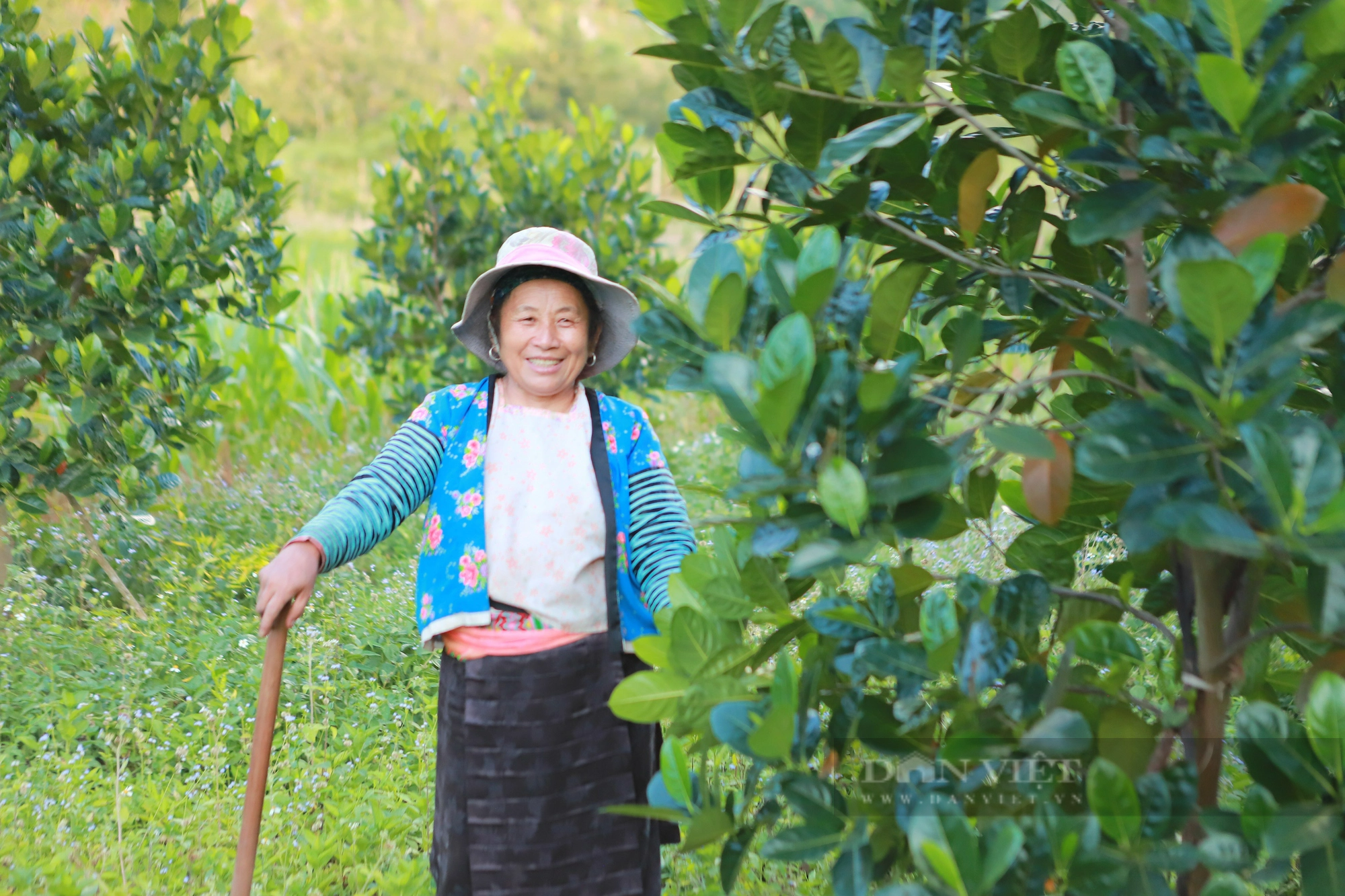 &quot;Giải bài toán&quot; liên kết nông dân- doanh nghiệp: Những mùa quả ngọt ở vùng cao Tây Bắc (bài 3) - Ảnh 3.