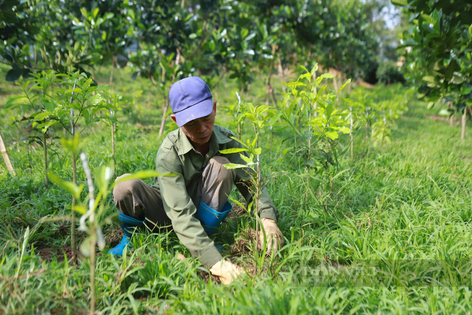 &quot;Giải bài toán&quot; liên kết nông dân- doanh nghiệp: Những mùa quả ngọt ở vùng cao Tây Bắc (bài 3) - Ảnh 4.