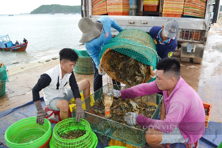 Vựa nuôi Phú Yên không “hề hấn” trước việc Trung Quốc ngưng nhập tôm hùm bông - Ảnh 1.