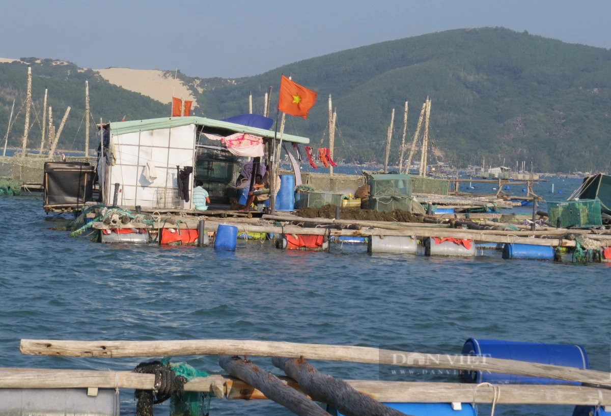 Vựa nuôi Phú Yên không “hề hấn” trước việc Trung Quốc ngưng nhập tôm hùm bông - Ảnh 2.