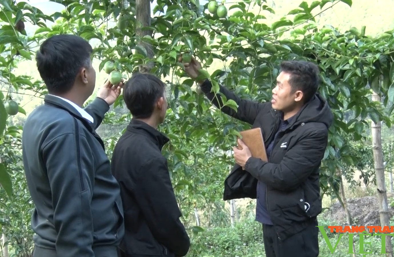 Nông dân huyện Tam Đường ở Lai Châu tăng thu nhập từ trồng chanh leo, sản xuất hàng hóa - Ảnh 3. Nông dân huyện Tam Đường ở Lai Châu tăng thu nhập từ trồng chanh leo, sản xuất hàng hóa - Ảnh 3.