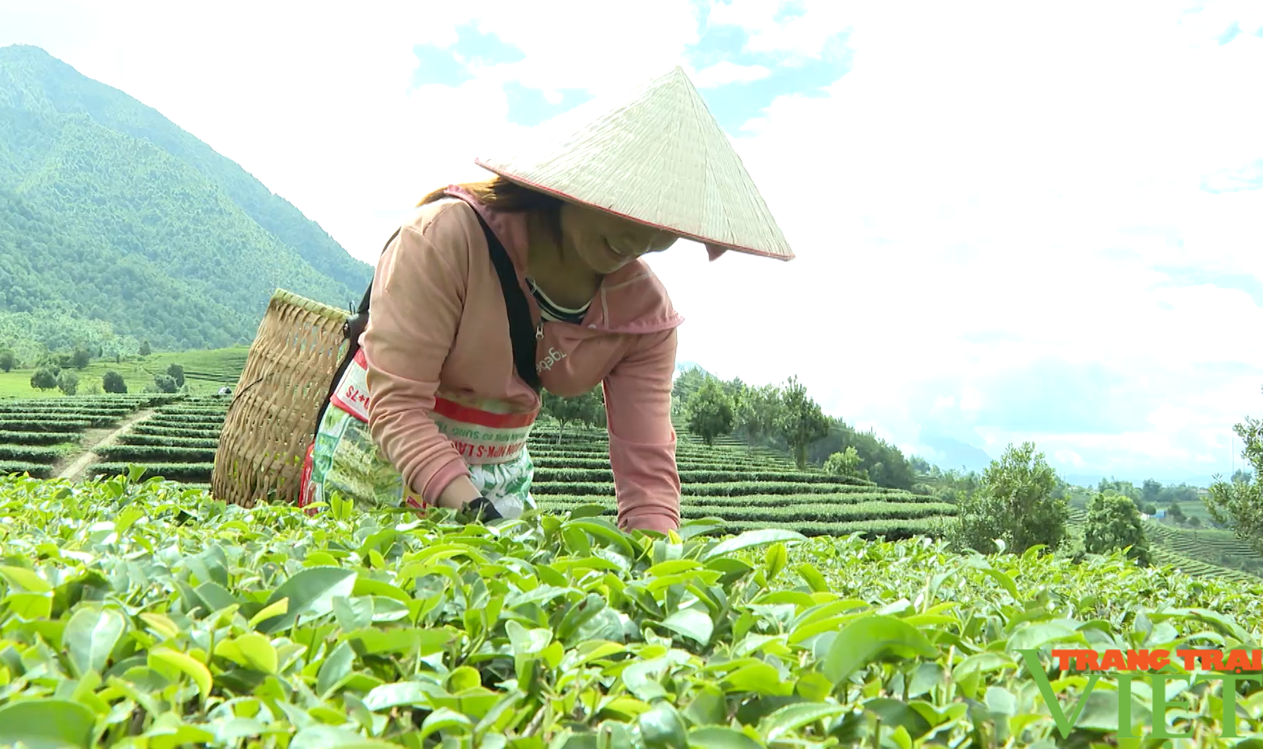 Nông dân huyện Tam Đường ở Lai Châu tăng thu nhập từ trồng chanh leo, sản xuất hàng hóa - Ảnh 4. Nông dân huyện Tam Đường ở Lai Châu tăng thu nhập từ trồng chanh leo, sản xuất hàng hóa - Ảnh 4.