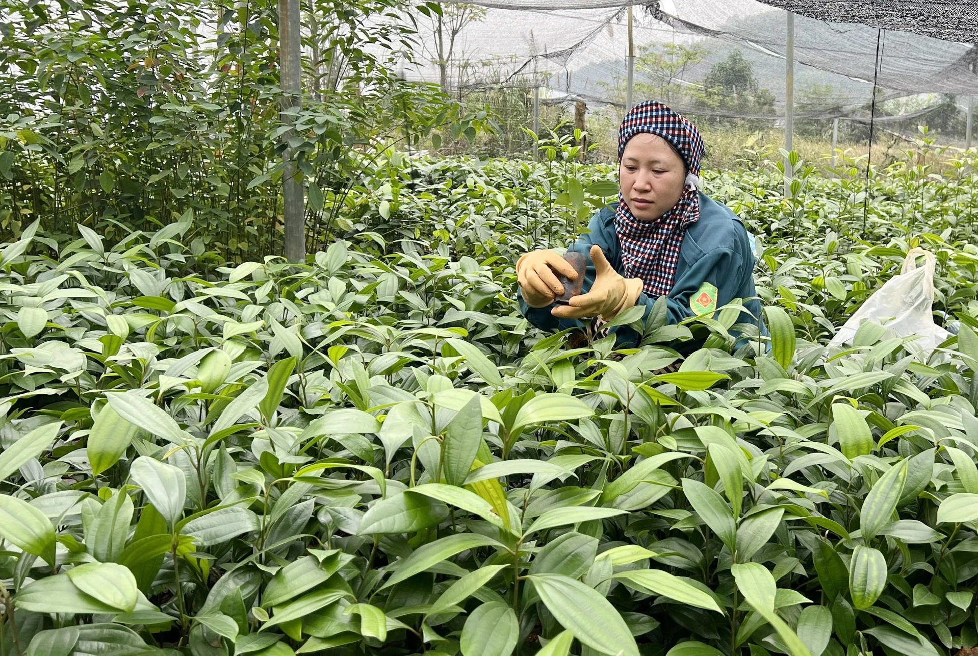 Rừng trồng giảm chất lượng, Viện Khoa học Lâm nghiệp giới thiệu những giống cây vừa cho gỗ quý, vừa cho hạt đắt tiền - Ảnh 2.