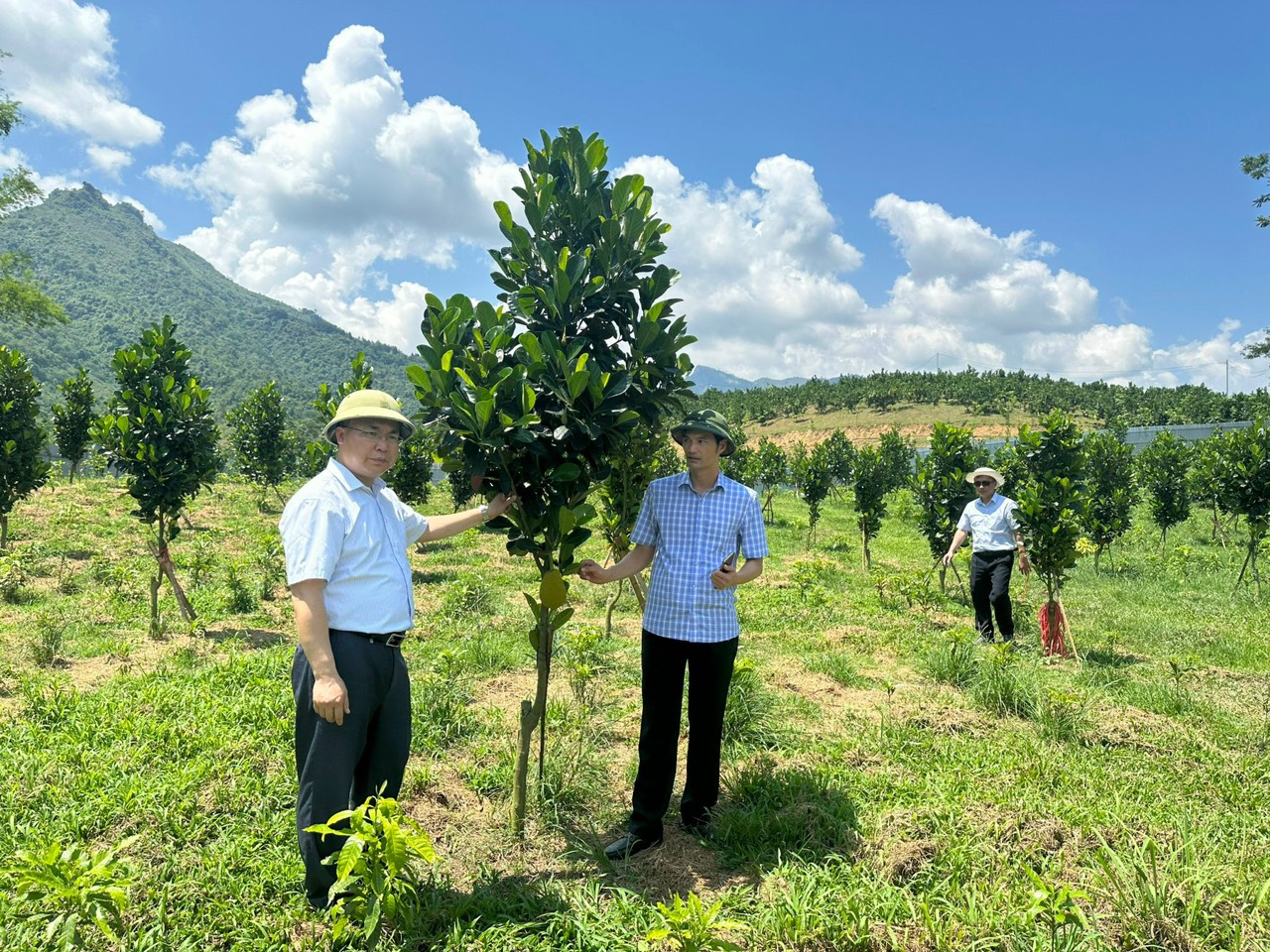 &quot;Giải bài toán&quot; liên kết nông dân- doanh nghiệp: Những mùa quả ngọt ở vùng cao Tây Bắc (Bài 3) - Ảnh 7.