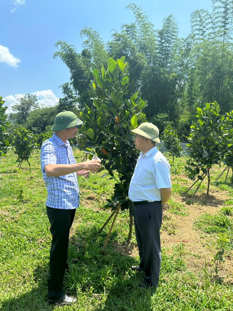 &quot;Giải bài toán&quot; liên kết nông dân- doanh nghiệp: Những mùa quả ngọt ở vùng cao Tây Bắc (Bài 3) - Ảnh 8.