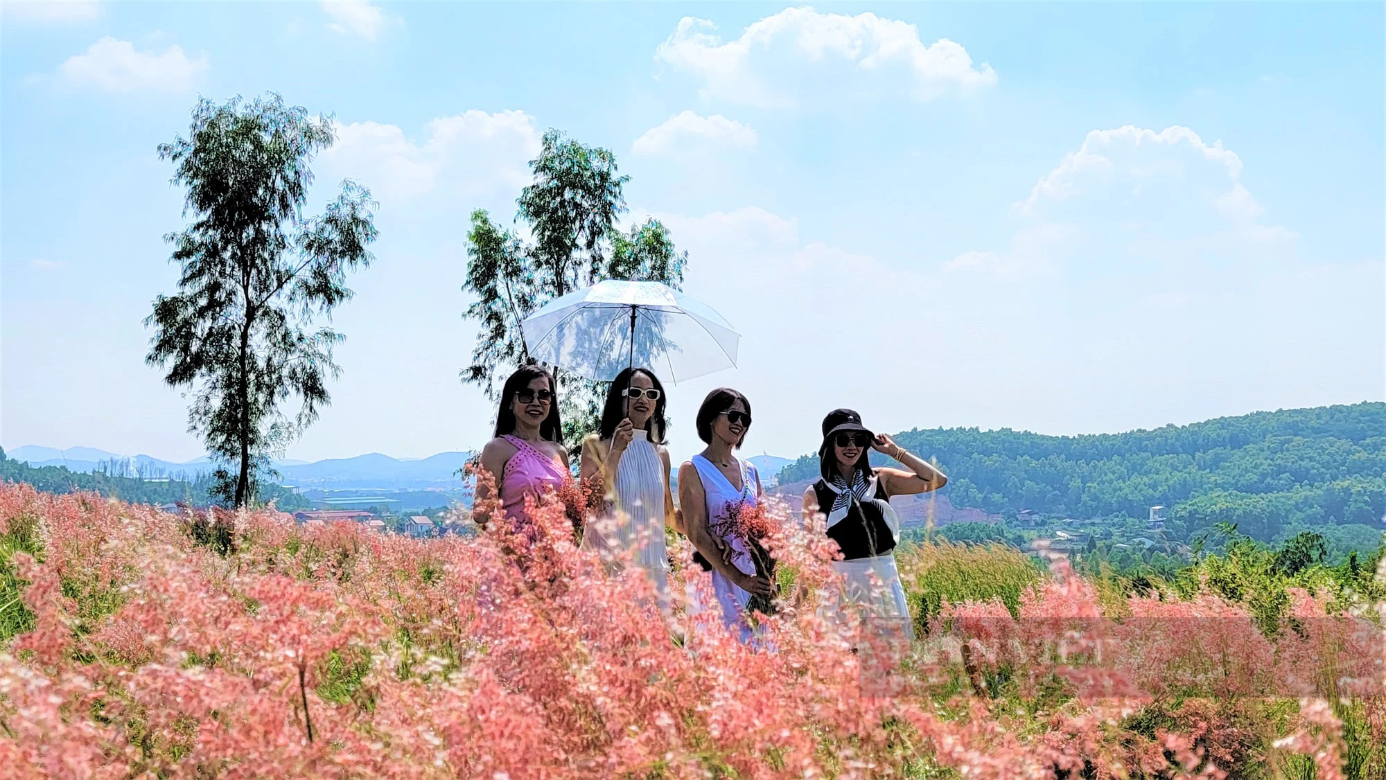 Đồi cỏ hồng rực rỡ ở Hải Dương, có view đẹp như khung cảnh châu Âu, hút du khách về &quot;check in&quot; dịp cuối tuần - Ảnh 12.