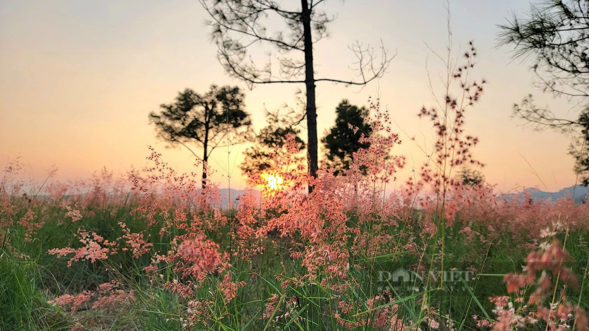 Đồi cỏ hồng rực rỡ ở Hải Dương, có view đẹp như khung cảnh châu Âu, hút du khách về &quot;check in&quot; dịp cuối tuần - Ảnh 5.