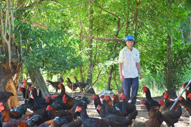 Nuôi gà thả vườn ở một nơi của Quảng Ngãi kiểu gì mà con nào cũng khỏe, đẹp, nói bán là hết nhanh? - Ảnh 1.