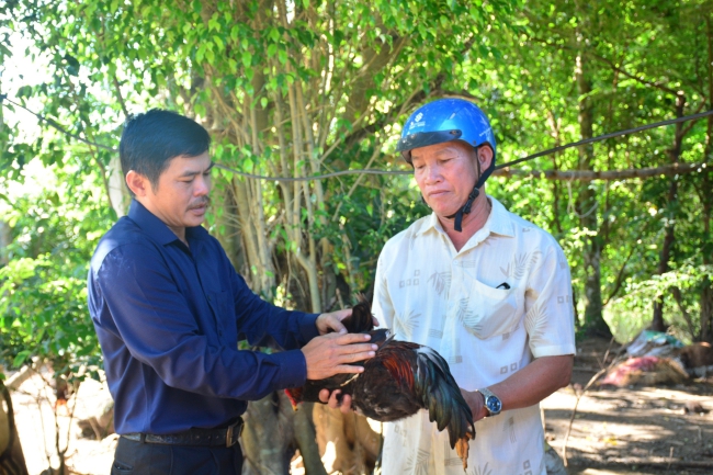Nuôi gà thả vườn ở một nơi của Quảng Ngãi kiểu gì mà con nào cũng khỏe, đẹp, nói bán là hết nhanh? - Ảnh 2.