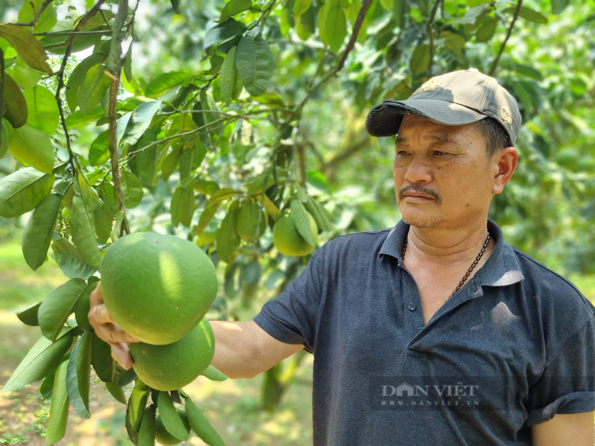 Hòa Bình: Quỹ Hỗ trợ nông dân góp phần phát triển mô hình kinh tế tập thể - Ảnh 1.