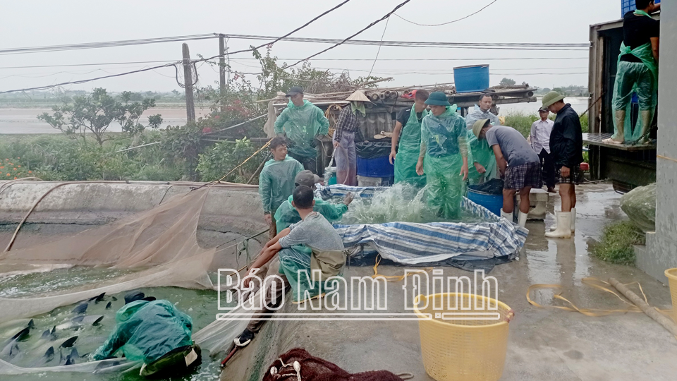 Nơi này ở Nam Định, dân nuôi thứ cá gì &quot;bơi như tàu ngầm dưới ao&quot;, bắt cả ngàn tấn, lãi hơn cấy lúa? - Ảnh 1.