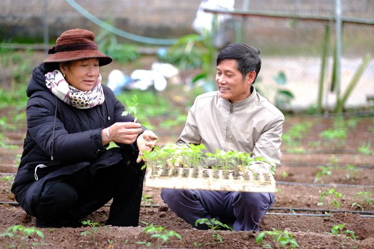 Một HTX nông sản sạch ở Sơn La thành công nhờ mô hình sản xuất liên kết theo chuỗi - Ảnh 2. Một HTX nông sản sạch ở Sơn La thành công nhờ mô hình sản xuất liên kết theo chuỗi - Ảnh 2.