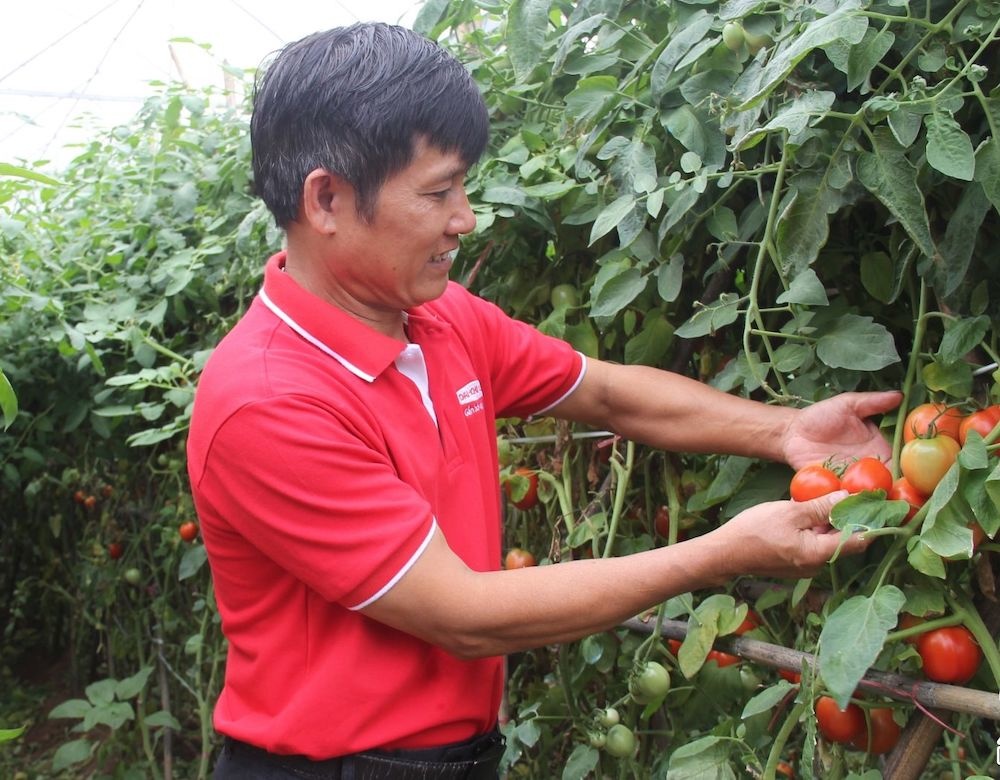 Một HTX nông sản sạch ở Sơn La thành công nhờ mô hình sản xuất liên kết theo chuỗi - Ảnh 1. Một HTX nông sản sạch ở Sơn La thành công nhờ mô hình sản xuất liên kết theo chuỗi - Ảnh 1.