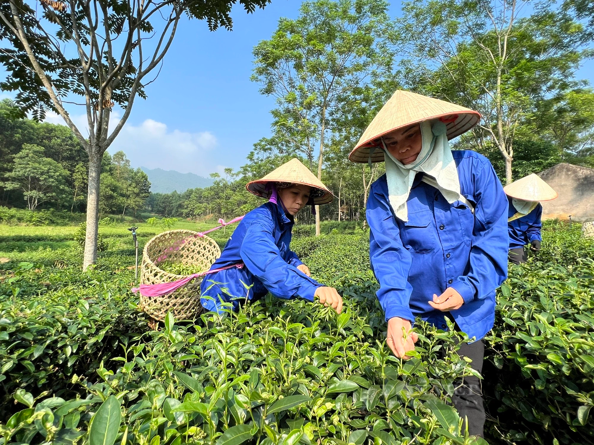 Năm 2023, tỷ lệ hộ nghèo tỉnh Phú Thọ giảm xuống còn 4,49% - Ảnh 1.