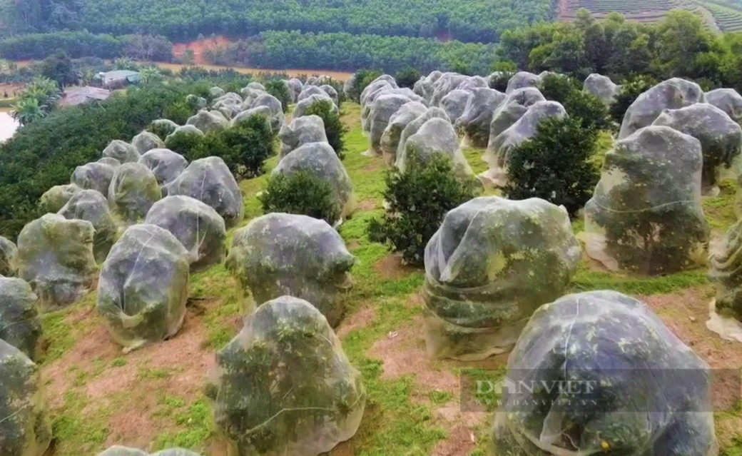 Trang trại hữu cơ trồng bạt ngàn cam và bưởi thơm, ngọt, sạch, lãi ròng hơn 1 tỷ đồng - Ảnh 4.