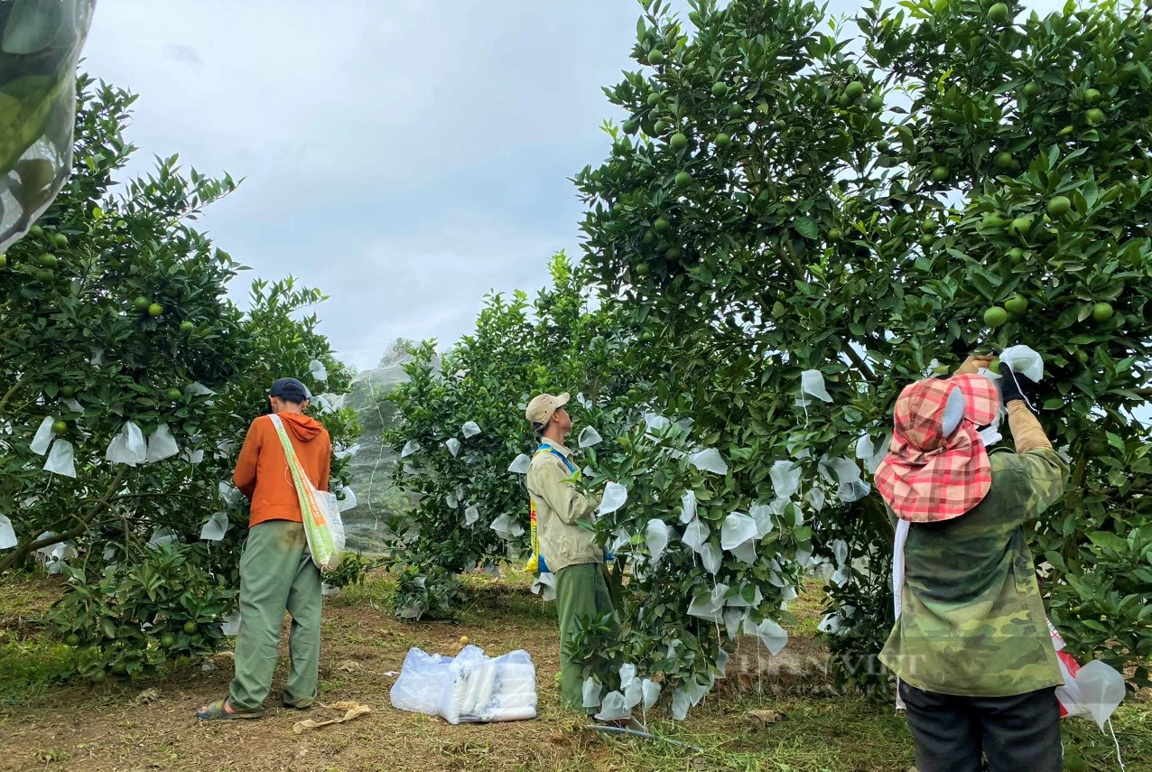 Trang trại hữu cơ trồng bạt ngàn cam và bưởi thơm, ngọt, sạch, lãi ròng hơn 1 tỷ đồng - Ảnh 5.