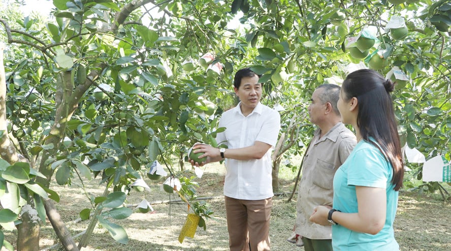 Xây dựng mã số vùng trồng - chìa khóa xây dựng lòng tin cho nông sản - Ảnh 1. Xây dựng mã số vùng trồng - chìa khóa xây dựng lòng tin cho nông sản - Ảnh 1.