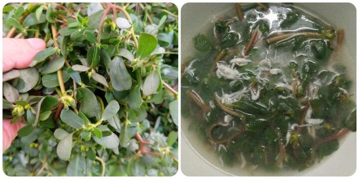 Rau dại mọc đầy ở Việt Nam được Tổ chức Y tế thế giới ghi vào danh mục cây thuốc - Ảnh 1. Rau dại mọc đầy ở Việt Nam được Tổ chức Y tế thế giới ghi vào danh mục cây thuốc - Ảnh 1.