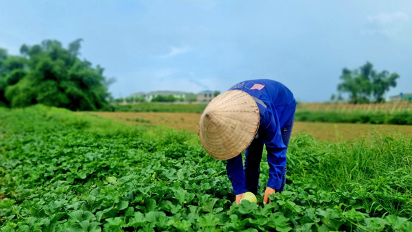 Kể chuyện làng: Bãi bồi bên sông, kí ức về quê hương thương nhớ - Ảnh 2.