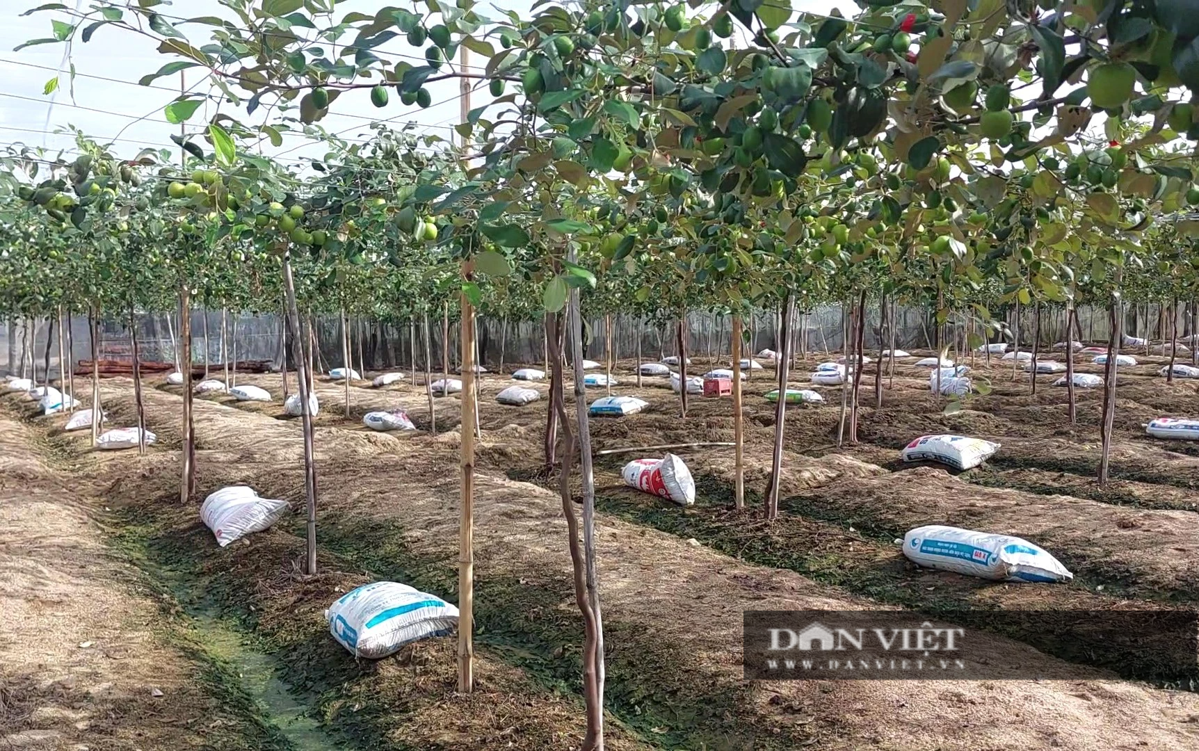Ninh Thuận: Đưa nước ngọt về thôn xã, nông dân trúng sinh kế làm giàu - Ảnh 7.