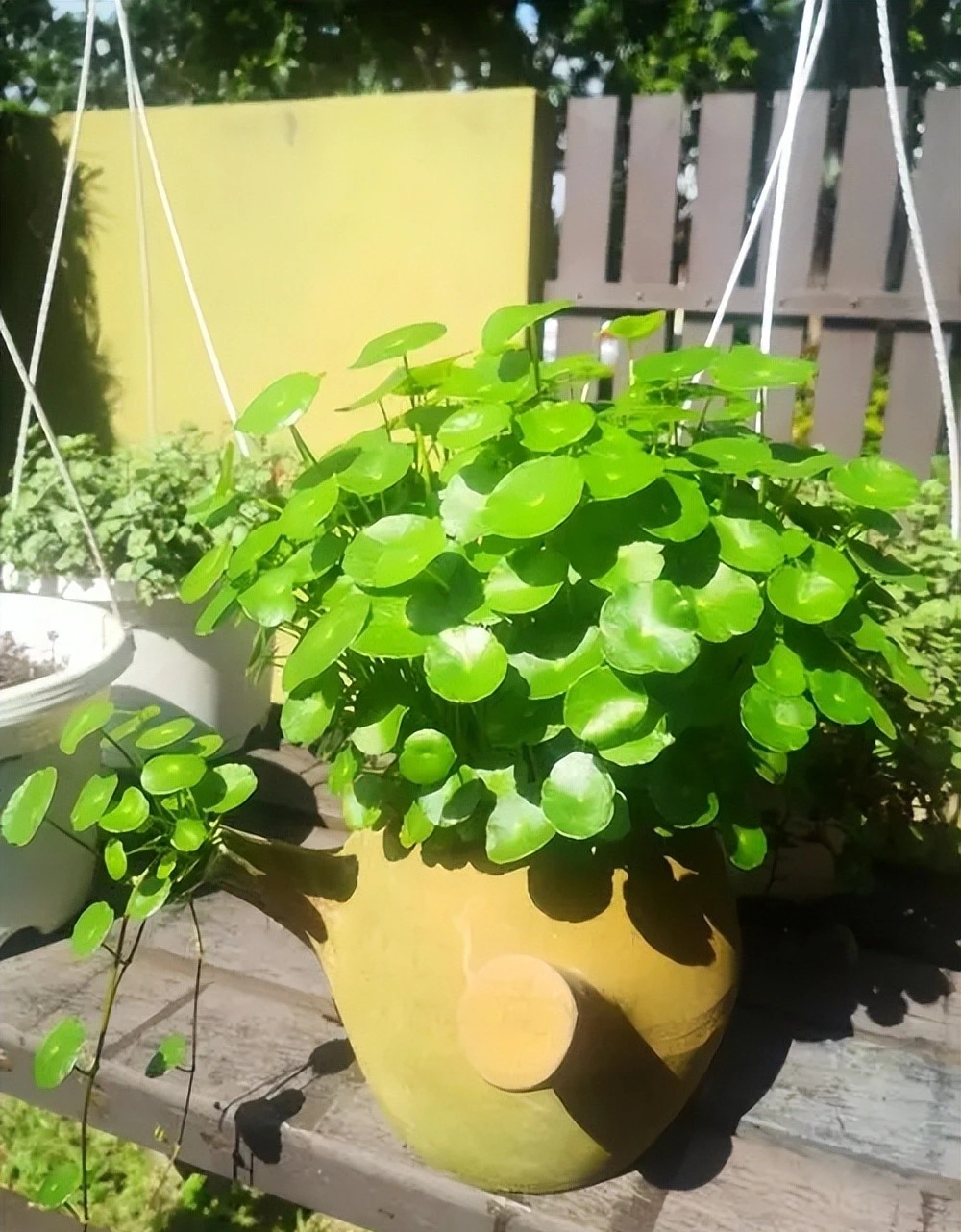 Người xưa nói: &quot;Trong nhà có 3 chiếc lá chiêu tài, hút lộc, gia đình thịnh vượng, no ấm&quot; - Ảnh 13.