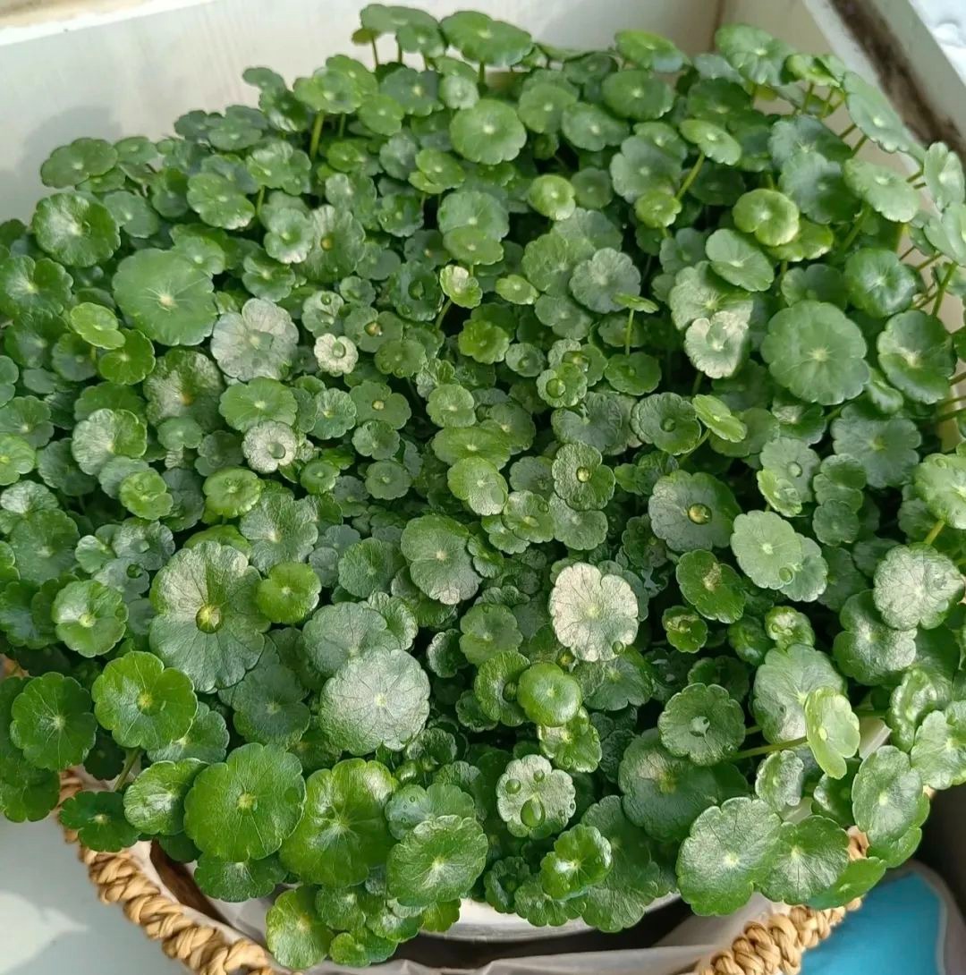 Người xưa nói: &quot;Trong nhà có 3 chiếc lá chiêu tài, hút lộc, gia đình thịnh vượng, no ấm&quot; - Ảnh 11.