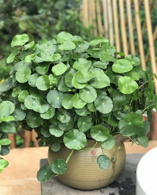 Người xưa nói: &quot;Trong nhà có 3 chiếc lá chiêu tài, hút lộc, gia đình thịnh vượng, no ấm&quot; - Ảnh 12.