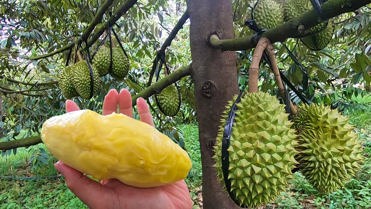 Giá sầu riêng ngày 12/12: Giá sầu Thái tăng vọt lên mức 160.000 đồng/kg - Ảnh 2.