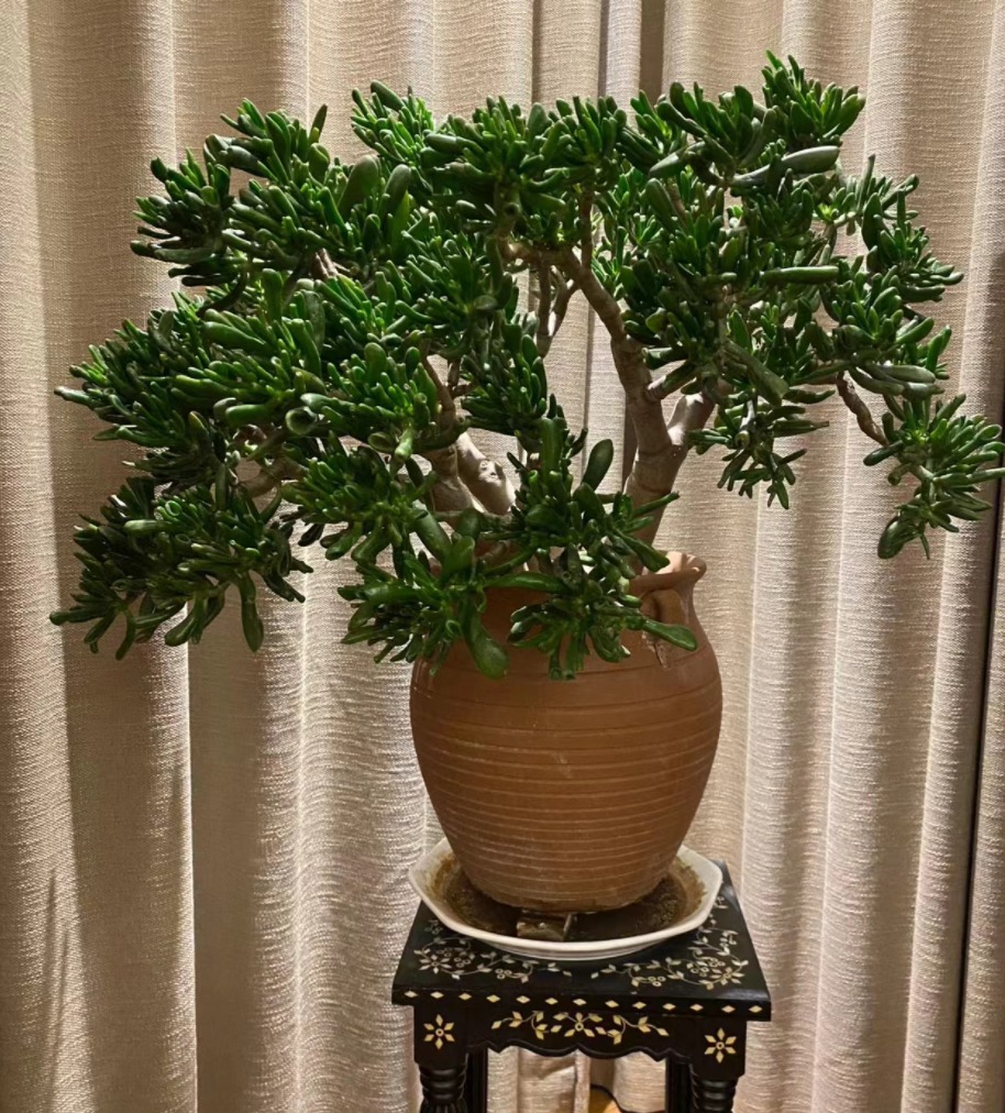 Người xưa nói: &quot;Trong nhà có 3 chiếc lá chiêu tài, hút lộc, gia đình thịnh vượng, no ấm&quot; - Ảnh 3.
